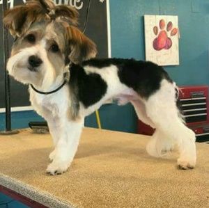 Meet your Posher, Paige